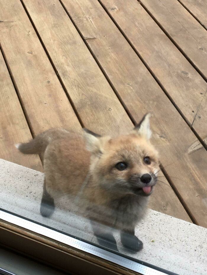 Un zorro bebé pasó a saludar por la casa de mi abuela