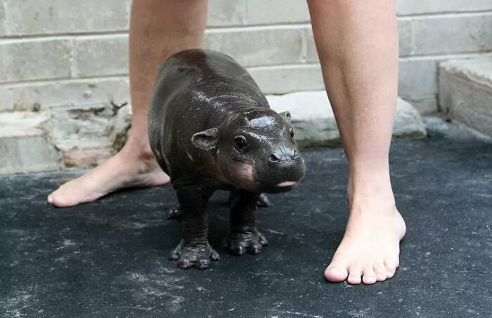 No hay suficientes hipopótamos bebés