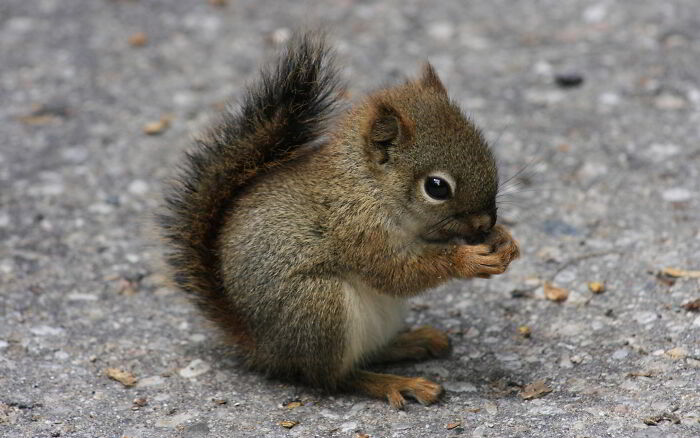 I've Never Seen A Baby Squirrel. I Am Not Disappointed