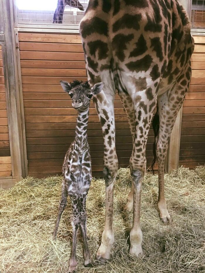 Giraffe Calf Born At Kansas City Zoo