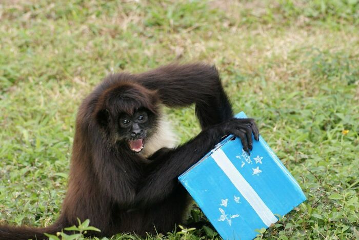 My Hometown Zoo Gives The Animals Presents Filled With Savory Meats Or Fresh Fruits. Here's A Monkey Who Just Received His Present