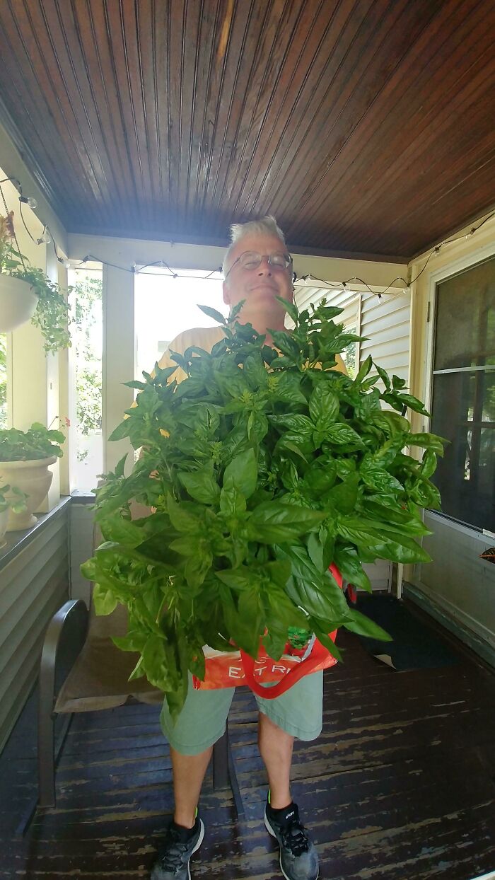 My Proud Dad With His Basil Before We Made 3 Quarts Of Pesto