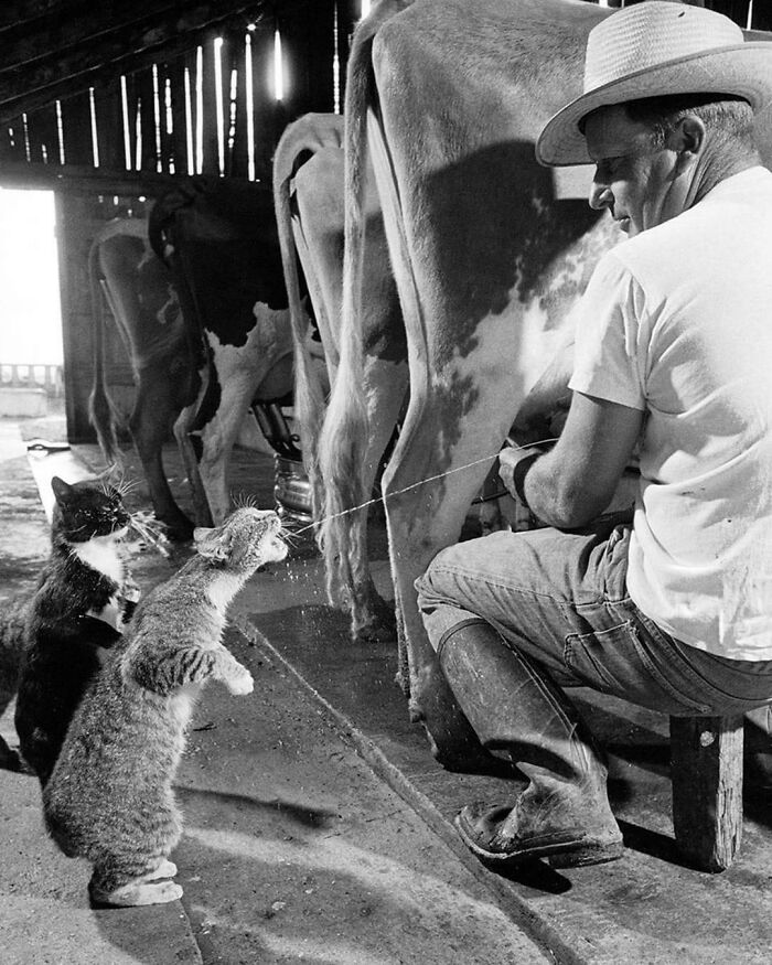 Gatos Blackie y Brownie atrapando chorros de leche durante el ordeño en la granja lechera de Arch Badertscher en Fresno, California, 1954