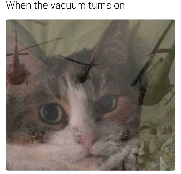 Meow_irl