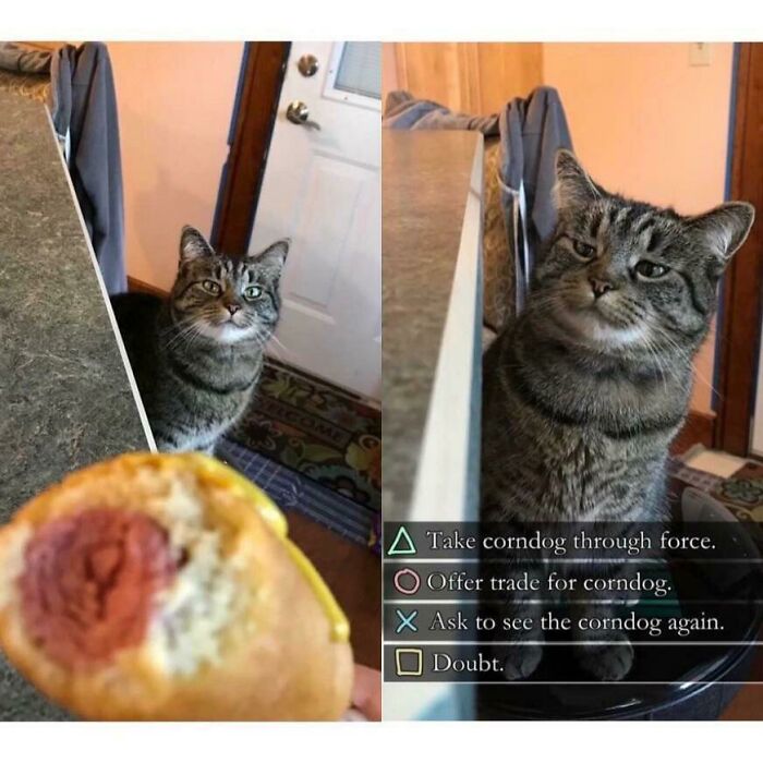 Meow_irl