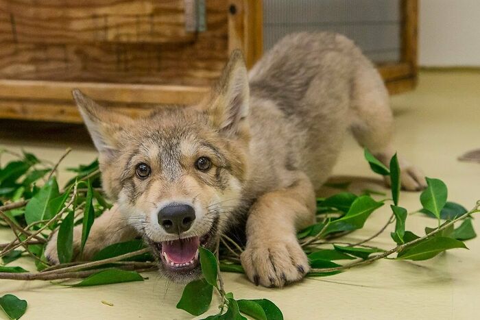 A Wolf Pup Playing Is The Cutest Thing I've Seen All Day