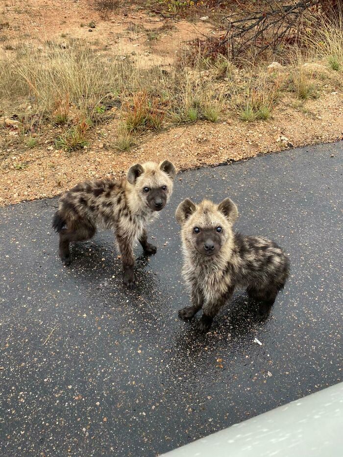 Hyena Cubs