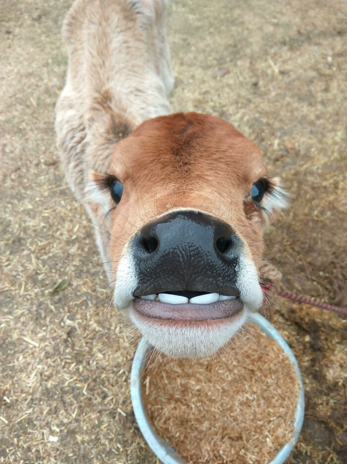 This Newborn Calf Is Curious About My Cellphone