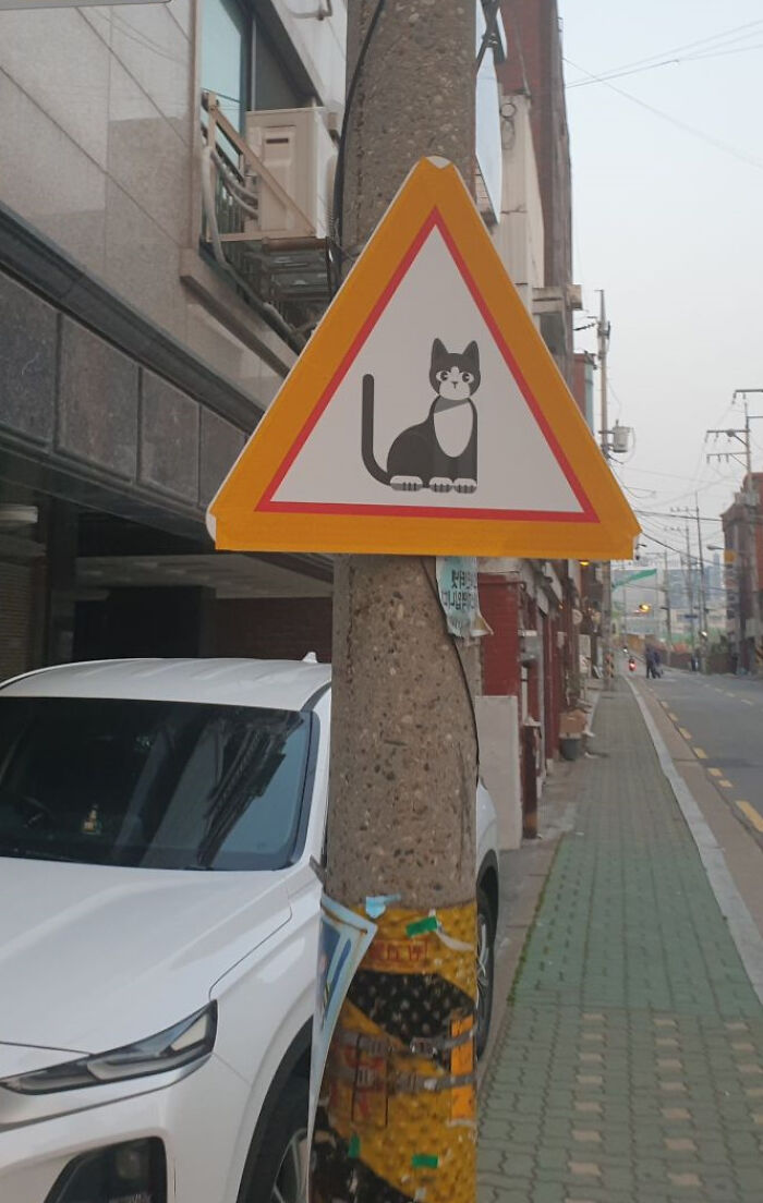 This Sign Is Not For A Cat Crossing. It Means "Caution: Cat Is Around"