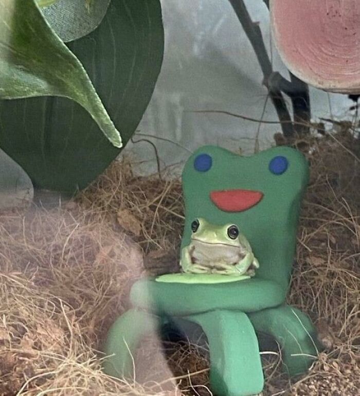 Just A Frog In A Frog Chair