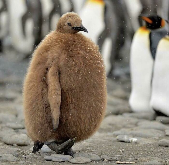 Este bebé pingüino se parece a un kiwi enojado