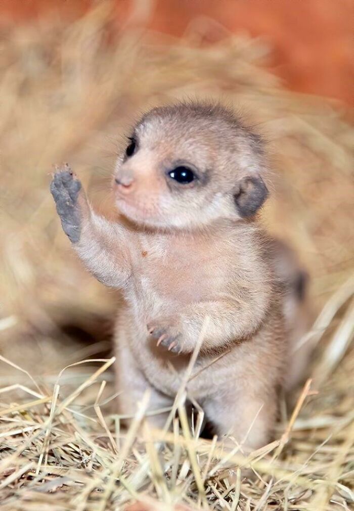 The Cutest Baby Meerkat You’ll Ever See