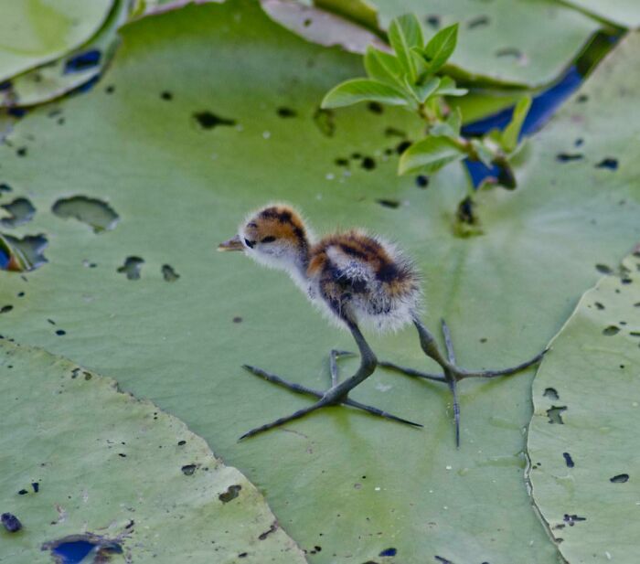 A Cute Baby Jacana With Its Massive Legs