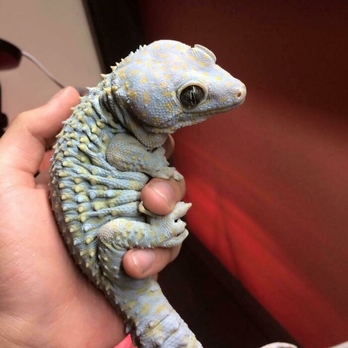 Pet Baby Dinosaur (Tokay Gecko)