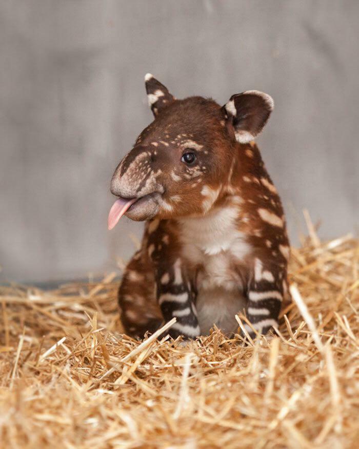 Un tapir bebé