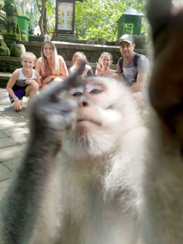 Photobomb Monkey