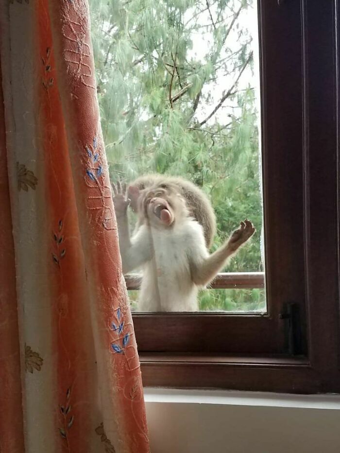 My Mom Said That A Monkey Was Sitting Outside Her Window And Kept Licking It. I Found It Hard To Believe. She Then Sent Me This Gem