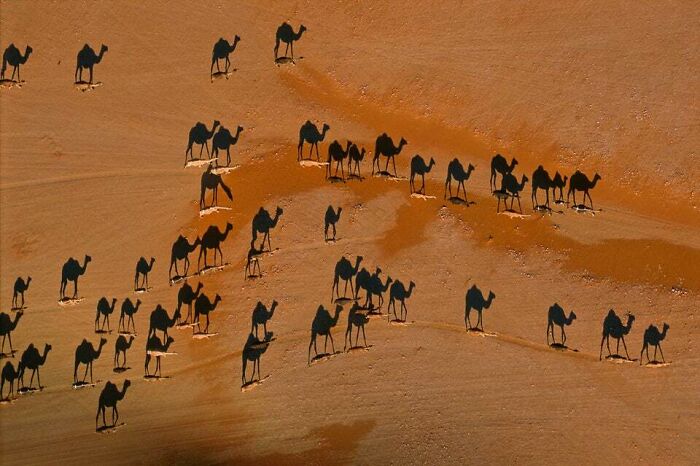 Las líneas blancas son camellos y las negras son sus sombras