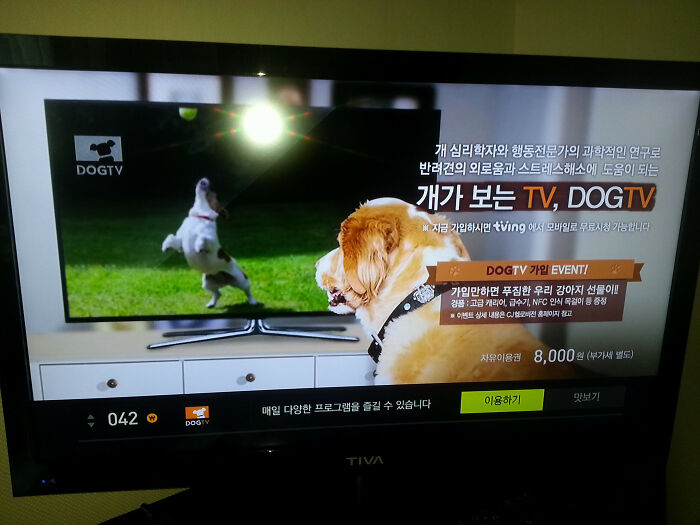 I'm Staying In Korea Right Now And Apparently There Is A TV Channel Dedicated To Dogs, As In Programming For Dogs