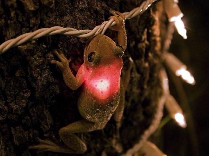 Cuban Tree Frog, Eating A Lightbulb