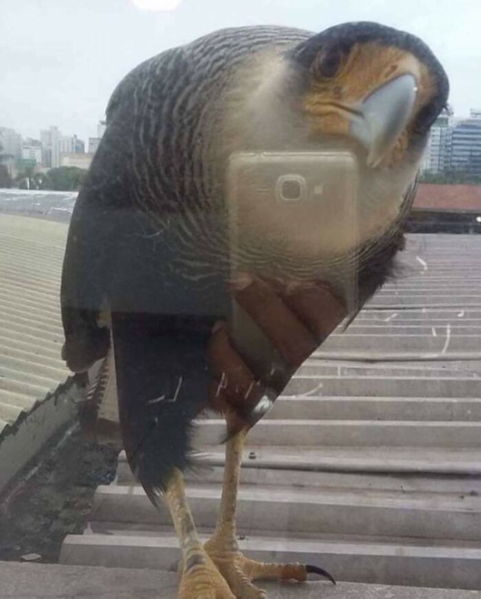 This Falcon Taking A Picture Of U