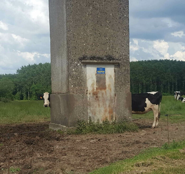 The Cows Are Long In France