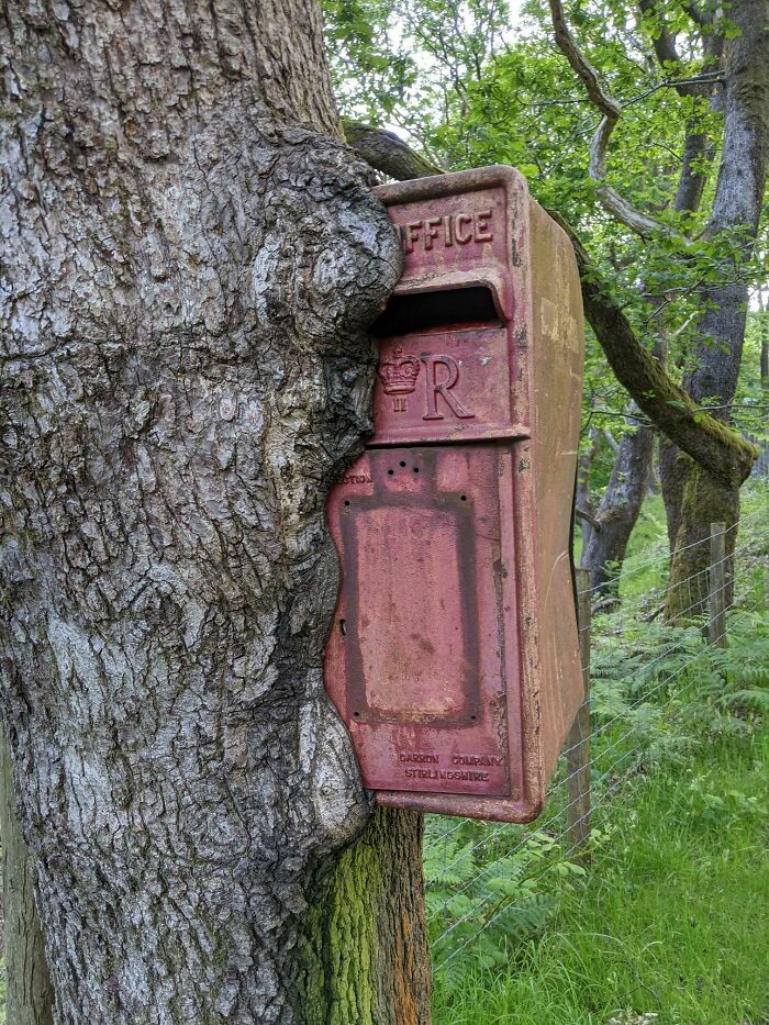This Tree Eating A Postbox