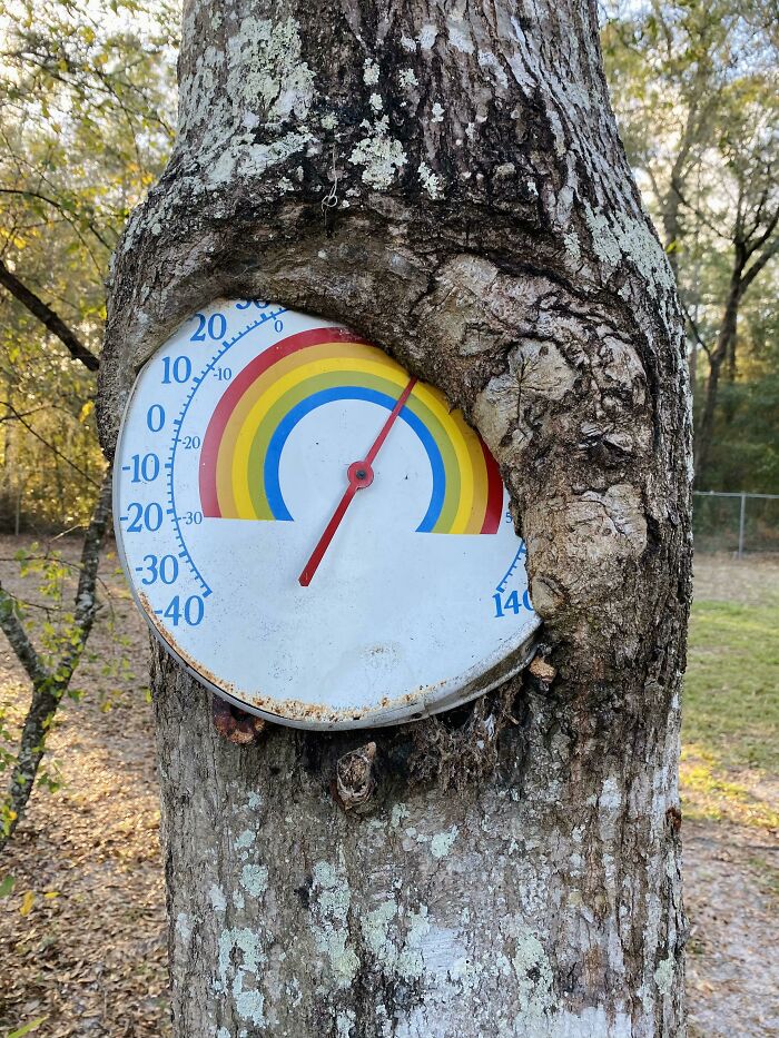 My Dad’s Tree Is Swallowing His Thermometer