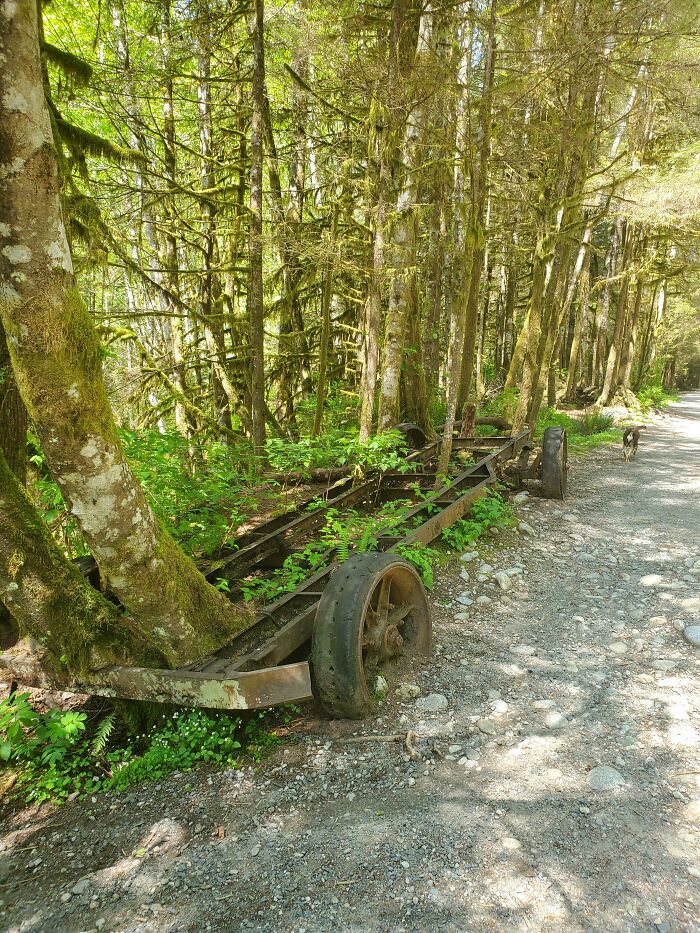 Camión maderero de 100 años, abandonado y cubierto por los árboles que ayudó a talar (Lynn Valley, Columbia Británica, Canadá)