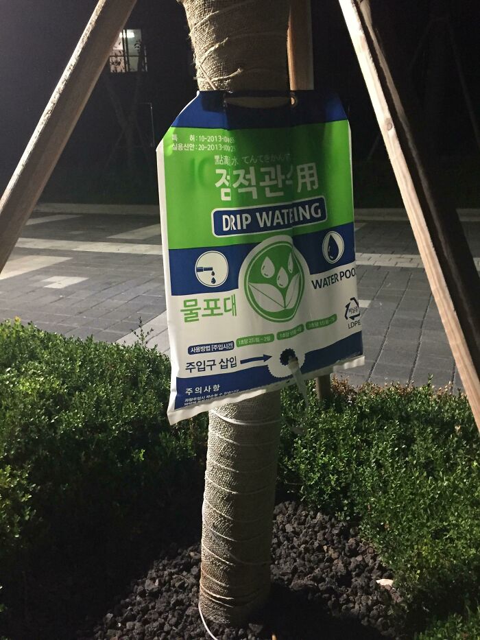 My Apartment In Korea Hooked All The Trees To IVs Instead Of Installing Sprinklers