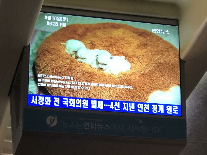 Los trenes coreanos de Ktx emiten "emisiones curativas" en las que sólo muestran a cachorros recién nacidos revolcándose durante cinco minutos