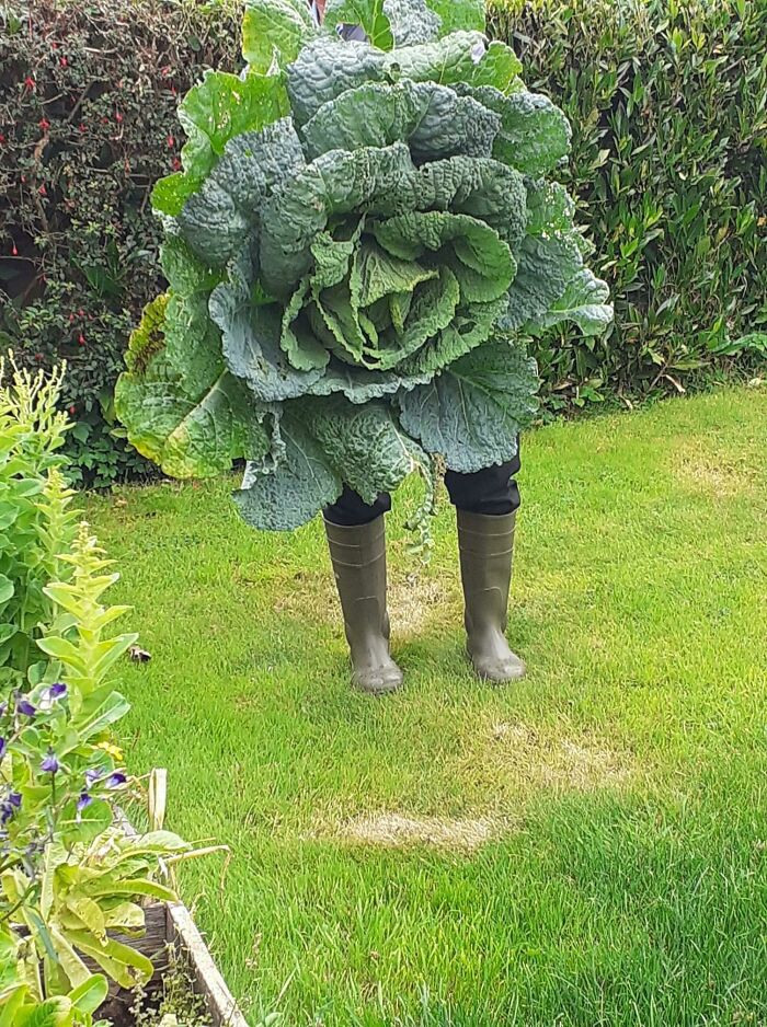 My Grandad Showing Off His Gigantic Homegrown Cabbage