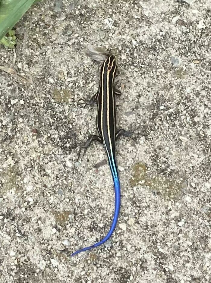 The Beautiful Tail On This Lizard I Saw