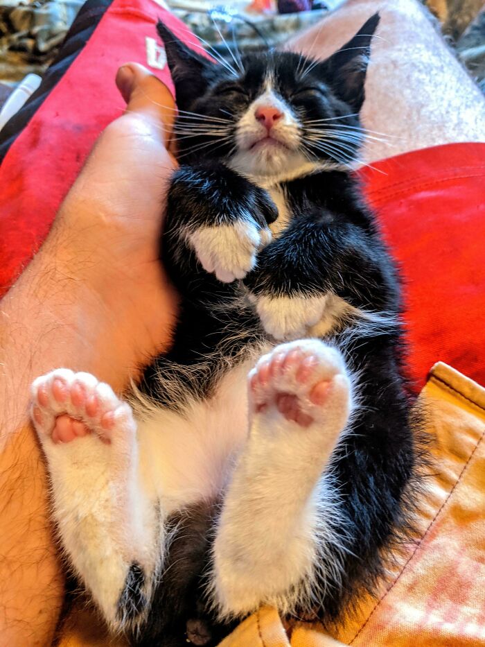 Our New Kitty Has 24 Toes