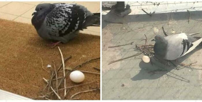 To Build A Nest