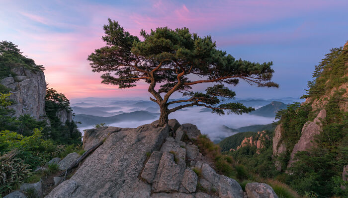 Un viejo pino, Daedunsan, Corea del Sur