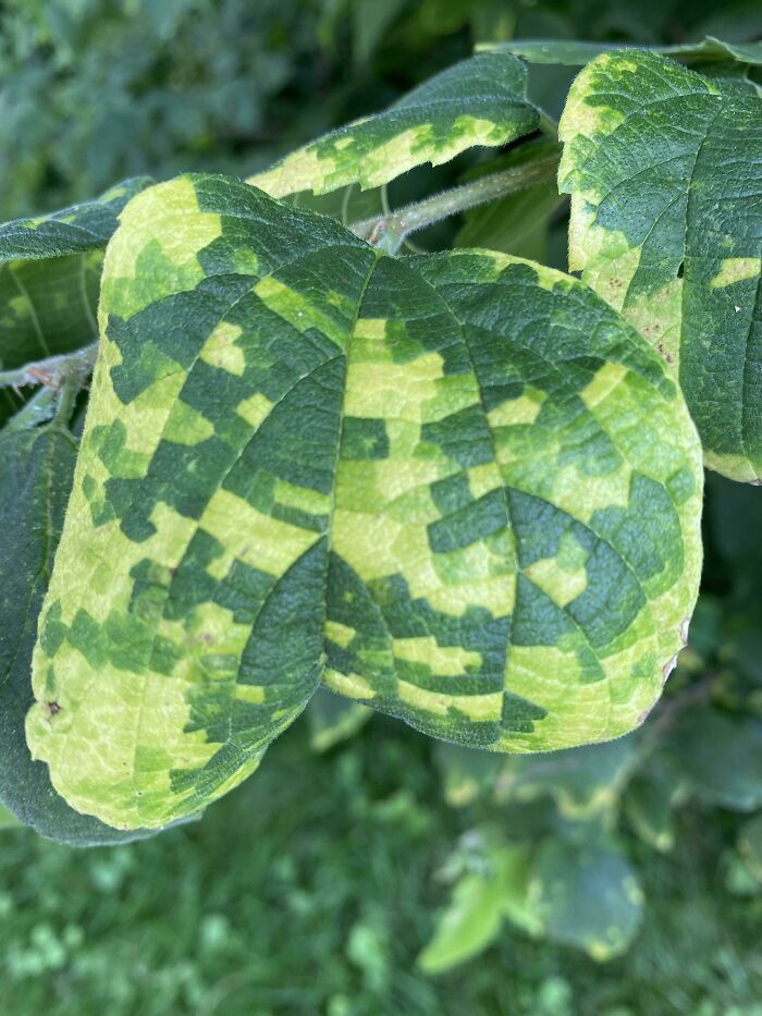 This Diseased Leaf That Looks Pixelated
