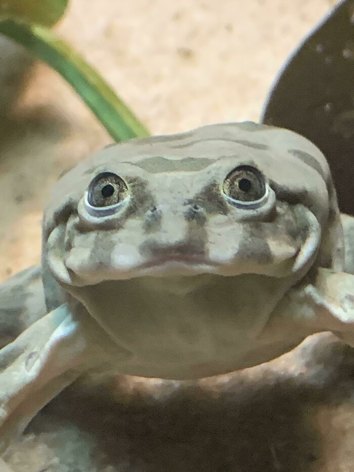 This Is Probably The Best Picture I’ve Taken Ever. This Frog Has Seen Some Stuff