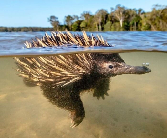 Today I Learned Echidnas Can Swim