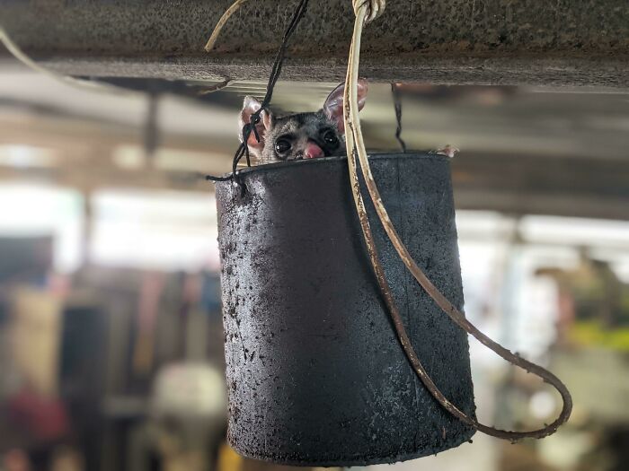 This Possum Chilling In The Workshop At My Work