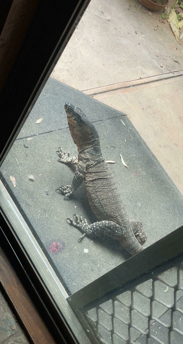 40 Degrees Up North Vic Today. Had A Little Visitor Come And Smack The Door With His Tail Before Taking A Dip In Our Pond