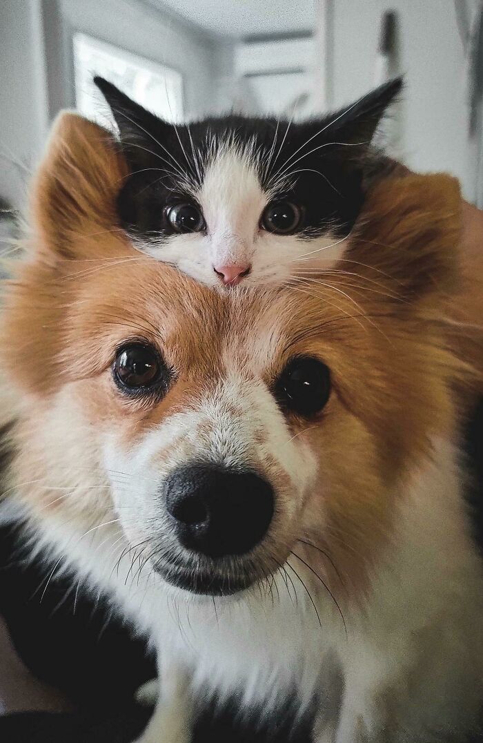 Double Layer Of Cuteness