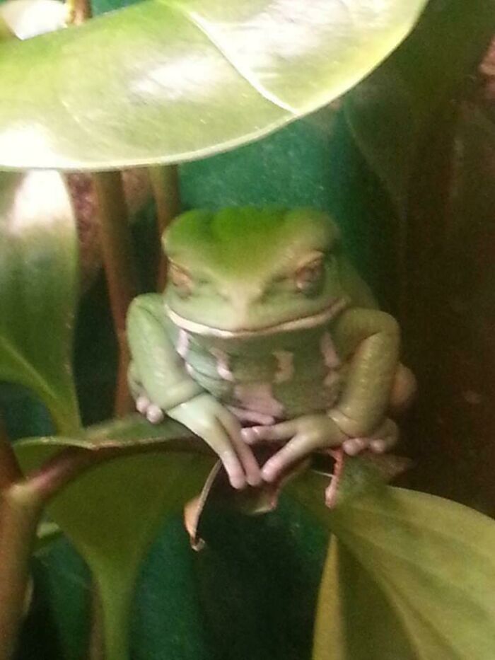 Went To The Zoo Recently, This Frog Was Definitely Up To Something