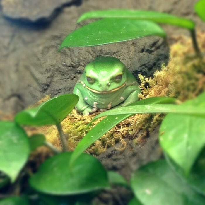 Jabba The Frog