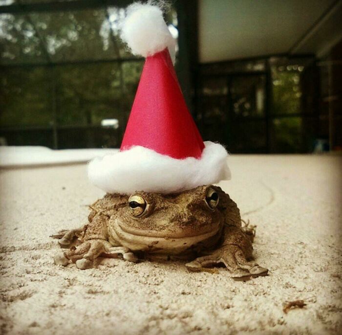 I Heard You Guys Liked Frogs In Hats So Here's My Fiancés Pet Frog Ursula Celebrating The Holidays