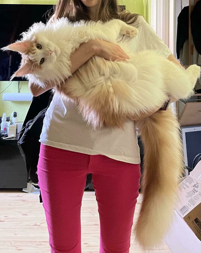 An Absolute Unit Of A Cat
