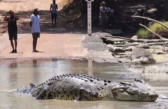 North Queensland Crocodile. Australia
