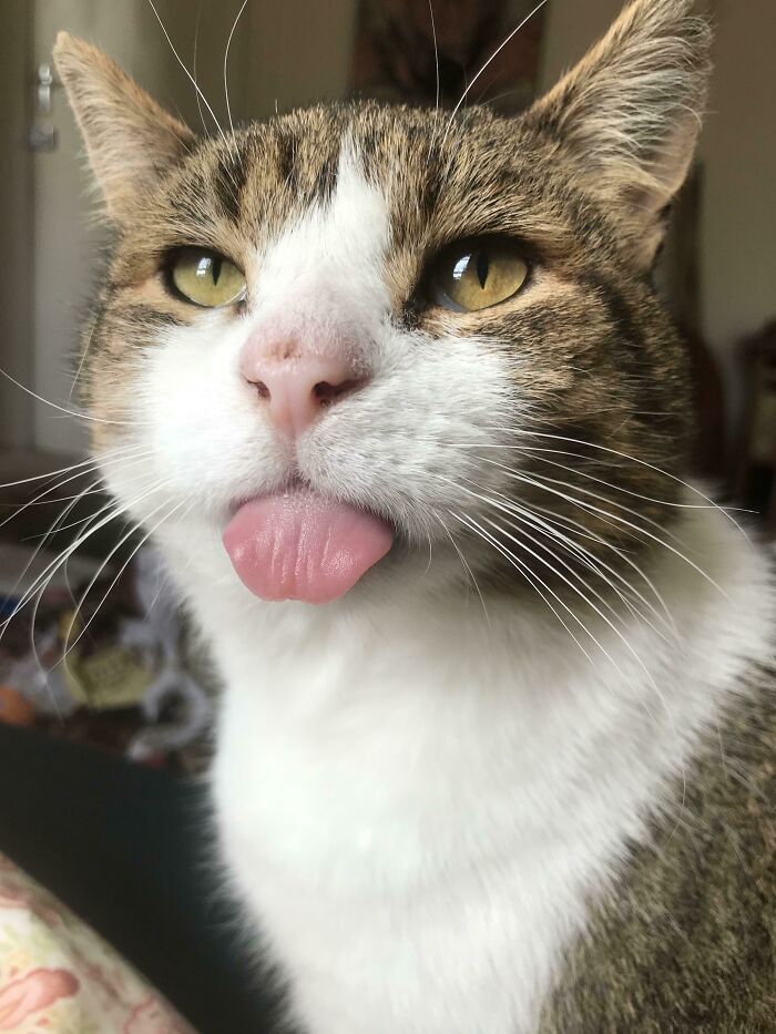 This Is Pudding, I Adopted Him - He Has No Teeth So Keeping His Tongue In Is Hard…