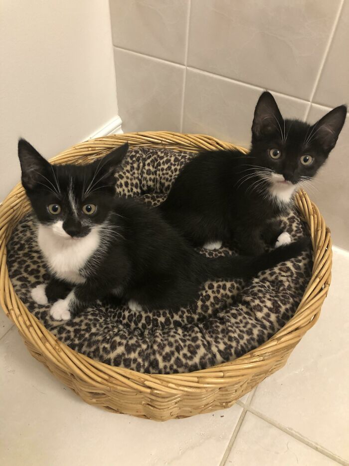 Can You Help With Names For These Cute Kittens I Just Adopted? Boy On The Left, Girl On The Right