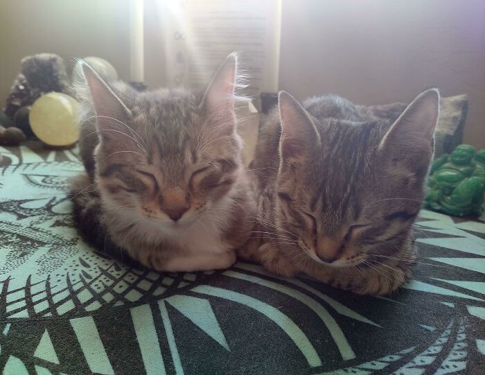 Adopted These Two Angels Today. Brother And Sister Are Inseparable